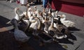 Closeup shot of many geese standing on a crowded sidewalk