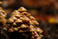 Closeup shot of many mushrooms under te sunlight