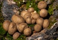 Closeup shot of many Scleroderma bovista mushrooms Royalty Free Stock Photo