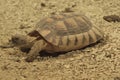 Closeup shot of the marginated tortoise, (Testudo marginata) Royalty Free Stock Photo