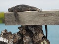 Closeup shot of a marine iguana lying on a wooden fence Royalty Free Stock Photo