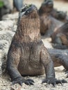 Closeup shot of a marine iguana on rocks Royalty Free Stock Photo