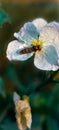 Closeup shot of a marmalade hoverfly resting on a white flower