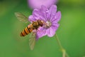 Closeup shot of a marmalade hoverfly on the violet delicate flower - Episyrphus balteatus