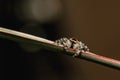 Closeup shot of a Marpissa muscosa spider on a straw with blurred background