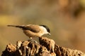 Closeup shot of a Marsh Tit on a blurry background