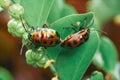 Closeup shot of mating beetles on a plant.