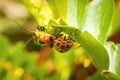 Closeup shot of mating beetles on a plant.