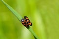 Closeup shot of mating blood sugarcade- Cercopidae on the grass