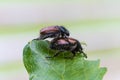 Closeup shot of mating insects on the green leaf