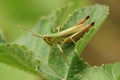 Closeup shot of a meadow grasshopper, Pseudochorthippus parallelus, ready to jump off a green leaf