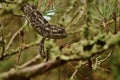 Closeup shot of a Mediterranean Chameleon camouflaged in the branches of an Aleppo Pine tree Royalty Free Stock Photo