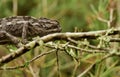Closeup shot of a Mediterranean Chameleon camouflaged in the branches of an Aleppo Pine tree Royalty Free Stock Photo