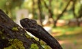 Closeup shot of a Mediterranean Chameleon climbing up a tree trunk in the Maltese Islands Royalty Free Stock Photo