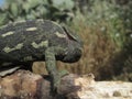 Closeup shot of a Mediterranean chameleon sitting on a branch in Malta Royalty Free Stock Photo