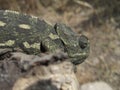 Closeup shot of a Mediterranean chameleon sitting on a branch in Malta Royalty Free Stock Photo