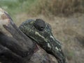 Closeup shot of a Mediterranean chameleon sitting on a branch in Malta Royalty Free Stock Photo