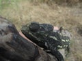 Closeup shot of a Mediterranean chameleon sitting on a branch in Malta Royalty Free Stock Photo