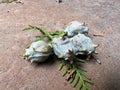 Closeup shot of Mediterranean cypress (Cupressus sempervirens) on the ground