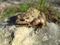 Closeup shot of a Mediterranean painted frog beside a leaf on a rock Royalty Free Stock Photo