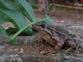 Closeup shot of a Mediterranean painted frog beside a leaf on a rock Royalty Free Stock Photo