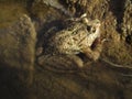 Closeup shot of a Mediterranean painted frog in a pool of water Royalty Free Stock Photo