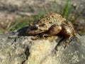 Closeup shot of a Mediterranean painted frog on a rock Royalty Free Stock Photo