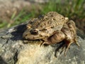 Closeup shot of a Mediterranean painted frog on a rock Royalty Free Stock Photo