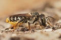 Closeup shot of a Mediterranean wood-boring bee on a blurred background