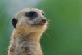 Closeup shot of a meerkat observing the surroundings in Beauval Zoo, France Royalty Free Stock Photo