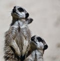 Closeup shot of meerkats looking up