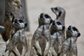 Closeup shot of meerkats looking up