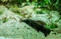 Closeup shot of a Megalechis Thoracata in an aquarium Royalty Free Stock Photo