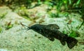 Closeup shot of a Megalechis Thoracata in an aquarium Royalty Free Stock Photo