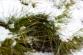 Closeup shot of melting snow covering fresh green grass Royalty Free Stock Photo