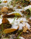 Closeup shot of melting snow on fallen leaves in springtime Royalty Free Stock Photo