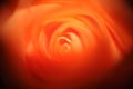 Closeup shot of a mesmerizing beautiful orange rose