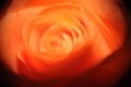 Closeup shot of a mesmerizing beautiful orange rose