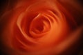 Closeup shot of a mesmerizing beautiful orange rose