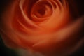 Closeup shot of a mesmerizing beautiful orange rose