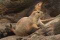 Closeup shot of a Mexican prairie dog climbing up the trunk of a huge tree in a park