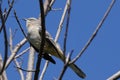 Closeup shot of a Mimid bird perched on a tree Royalty Free Stock Photo