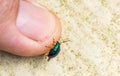 Closeup shot of a Mint beetle on a person's finge