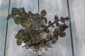 Closeup shot of mint/chocolate plant leaves in a glass bowl on a wooden background