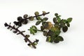 Closeup shot of mint/chocolate plant leaves on a white background