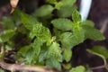 Closeup shot of mint herb plant leaves Royalty Free Stock Photo