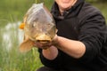 Closeup shot of a mirror carp being held by anonymous hands