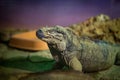 Closeup shot of a mona ground iguana on the blurry background