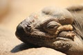 Closeup shot of a mona ground iguana sleeping