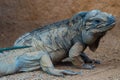 Closeup shot of a mona ground iguana in a zoo habitat